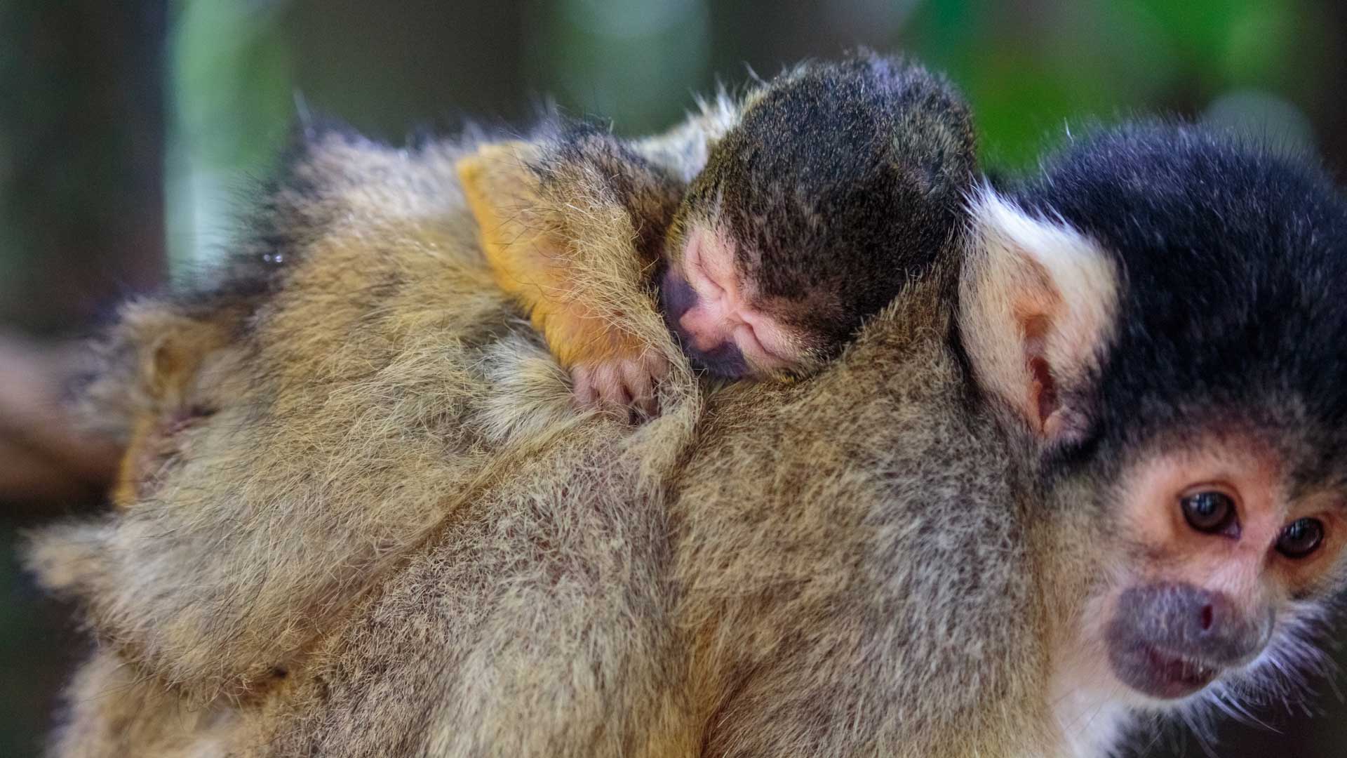 https://cdn.aucklandunlimited.com/zoo/assets/media/squirrel-monkey-picaro-gallery-3.jpg