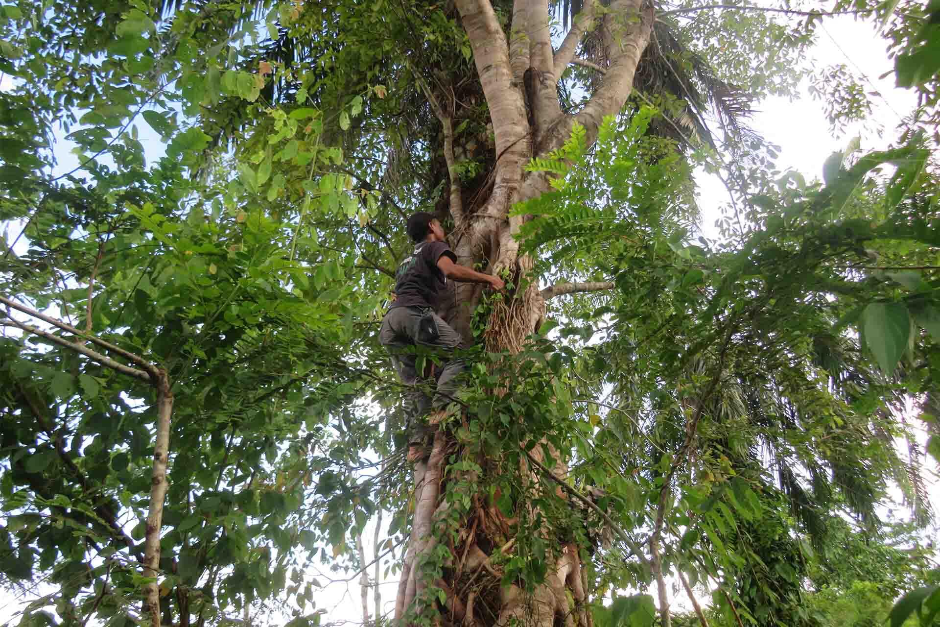 https://cdn.aucklandunlimited.com/zoo/assets/media/sumatran-ranger-project-togar-climbing-tree.jpg