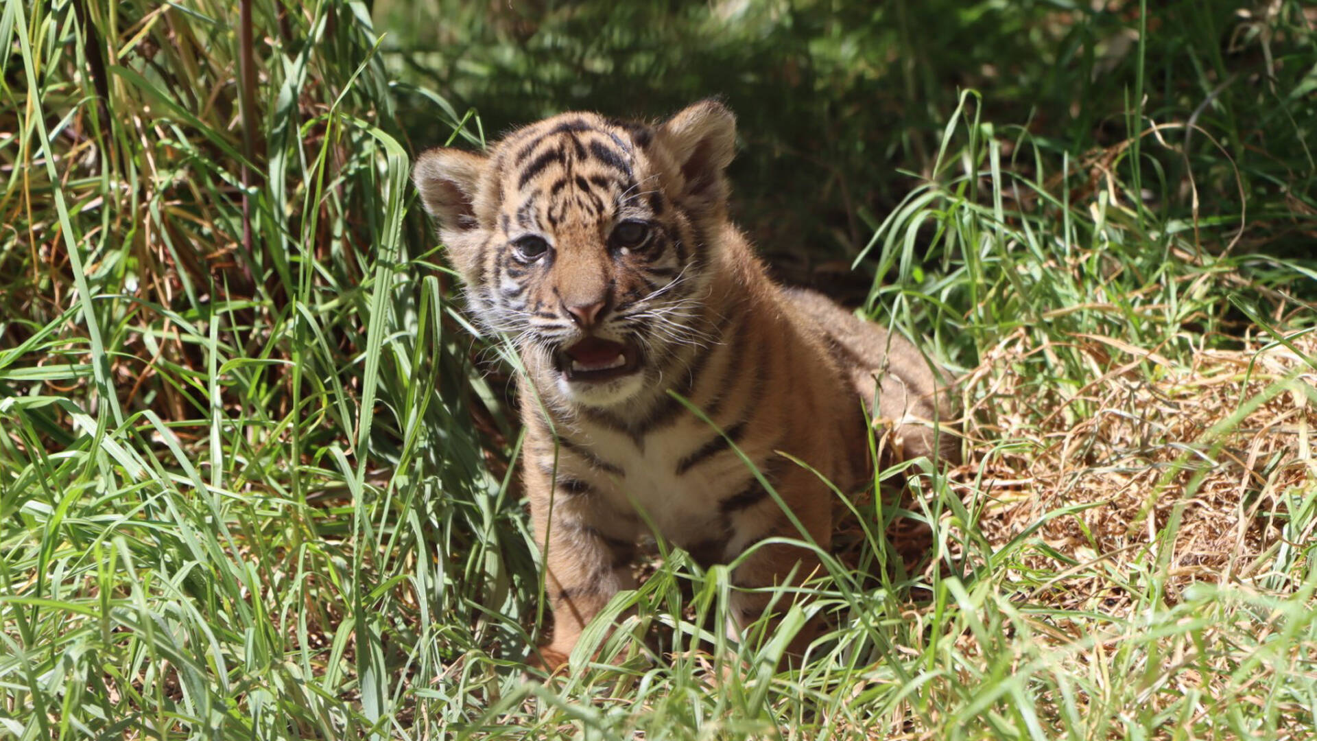 https://cdn.aucklandunlimited.com/zoo/assets/media/sumatran-tiger-cub-cahya-gallery-1.jpg