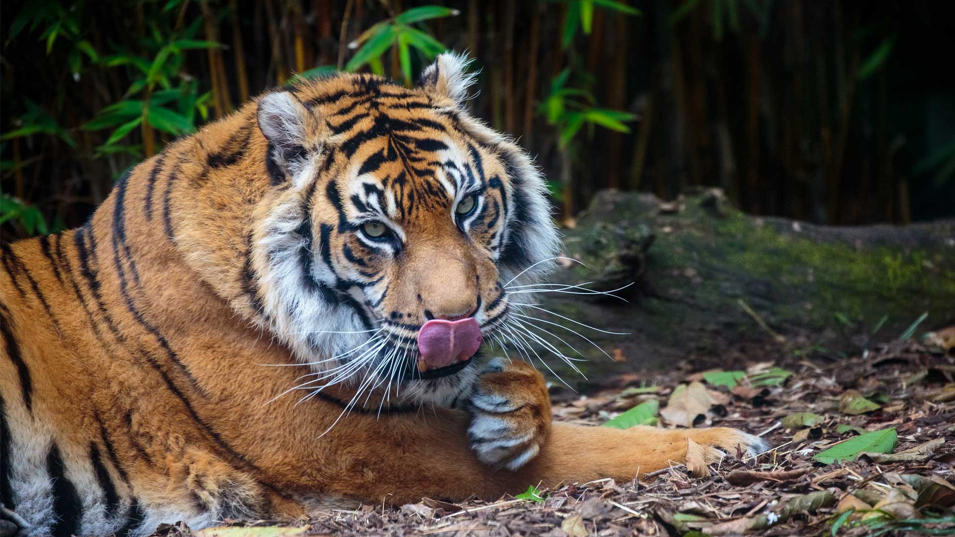https://cdn.aucklandunlimited.com/zoo/assets/media/sumatran-tiger-gallery-1.jpg