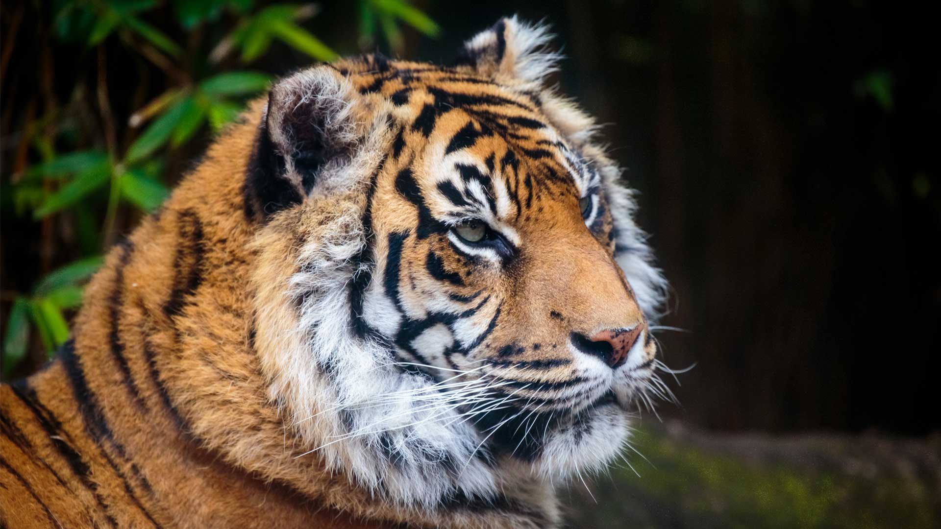 https://cdn.aucklandunlimited.com/zoo/assets/media/sumatran-tiger-gallery-3.jpg