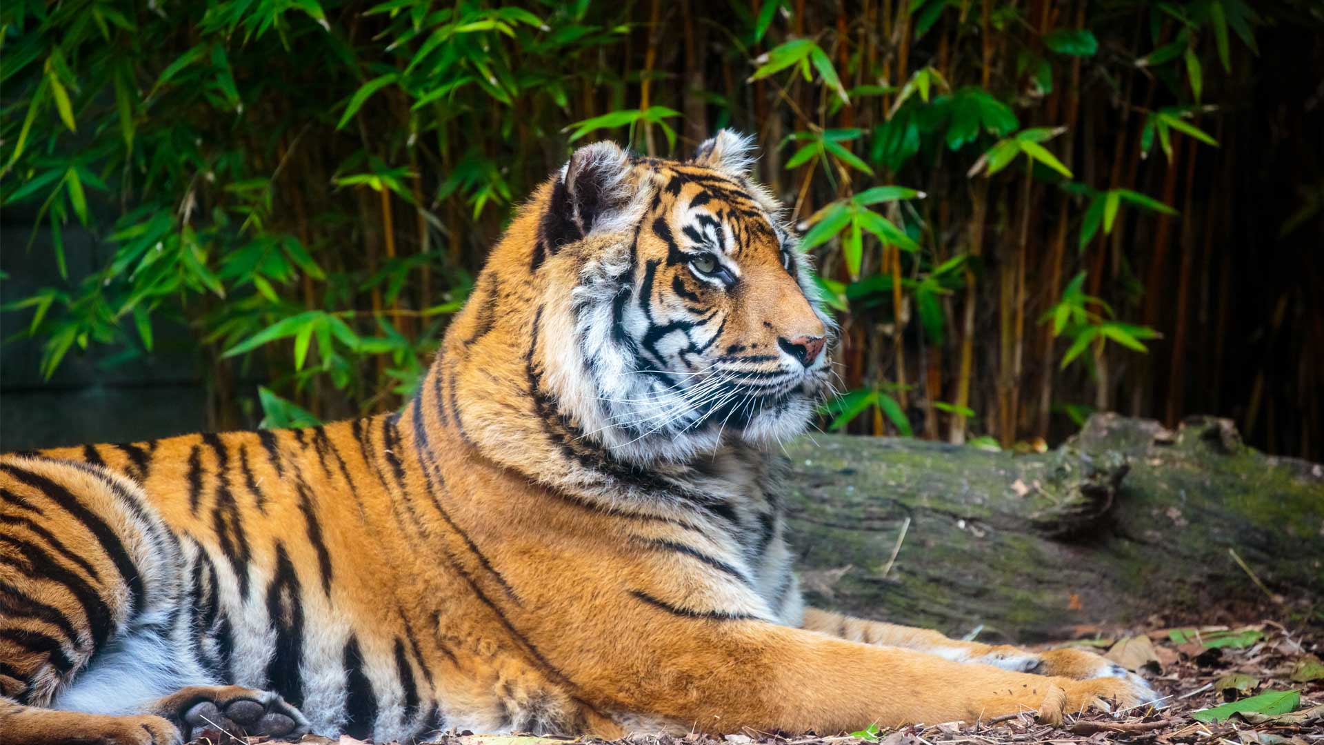 https://cdn.aucklandunlimited.com/zoo/assets/media/sumatran-tiger-gallery-4.jpg