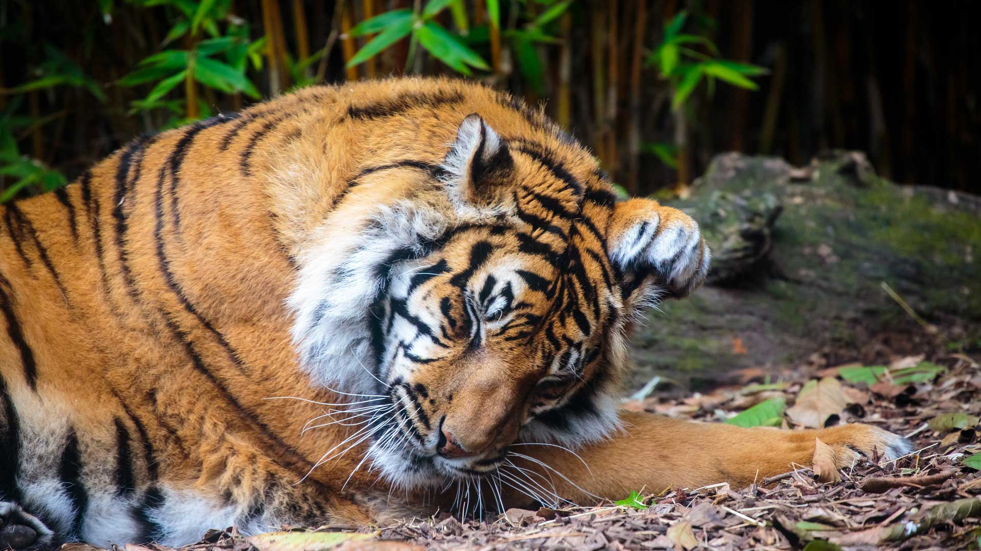 https://cdn.aucklandunlimited.com/zoo/assets/media/sumatran-tiger-gallery-8.jpg