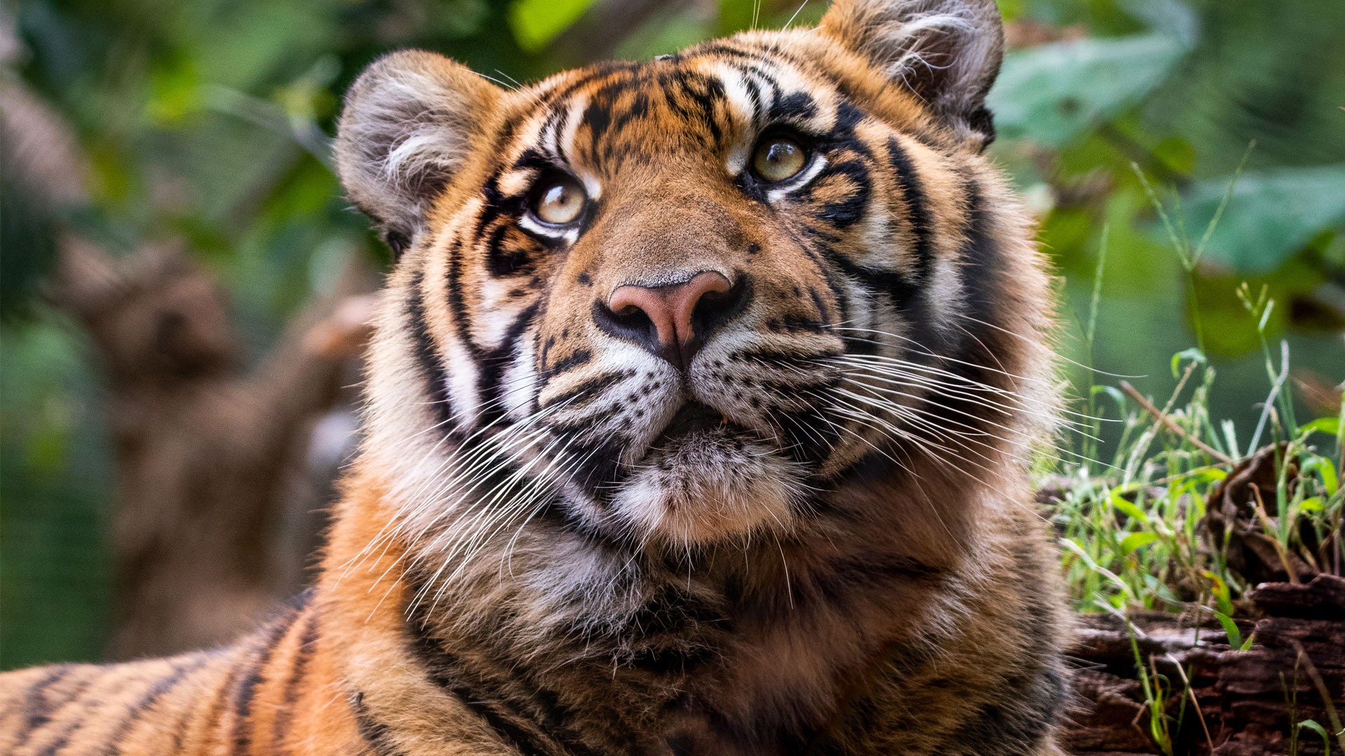 https://cdn.aucklandunlimited.com/zoo/assets/media/sumatran-tiger-ramah-gallery-5.jpg