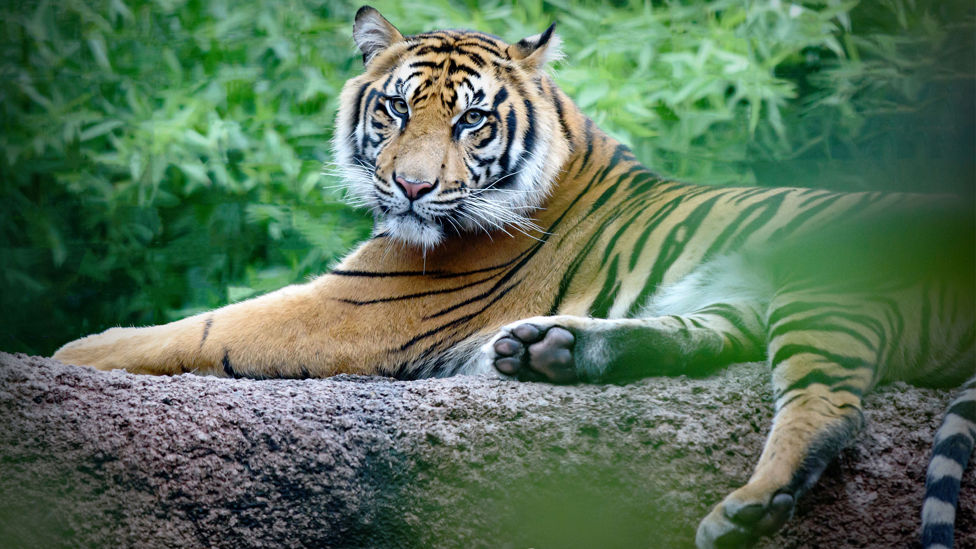 https://cdn.aucklandunlimited.com/zoo/assets/media/sumatran-tiger-zayana-gallery-1.jpg