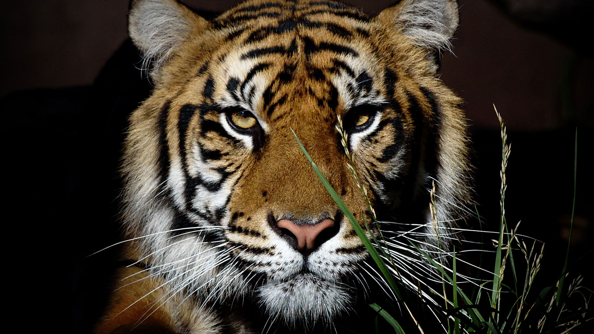 https://cdn.aucklandunlimited.com/zoo/assets/media/sumatran-tiger-zayana-gallery-2.jpg