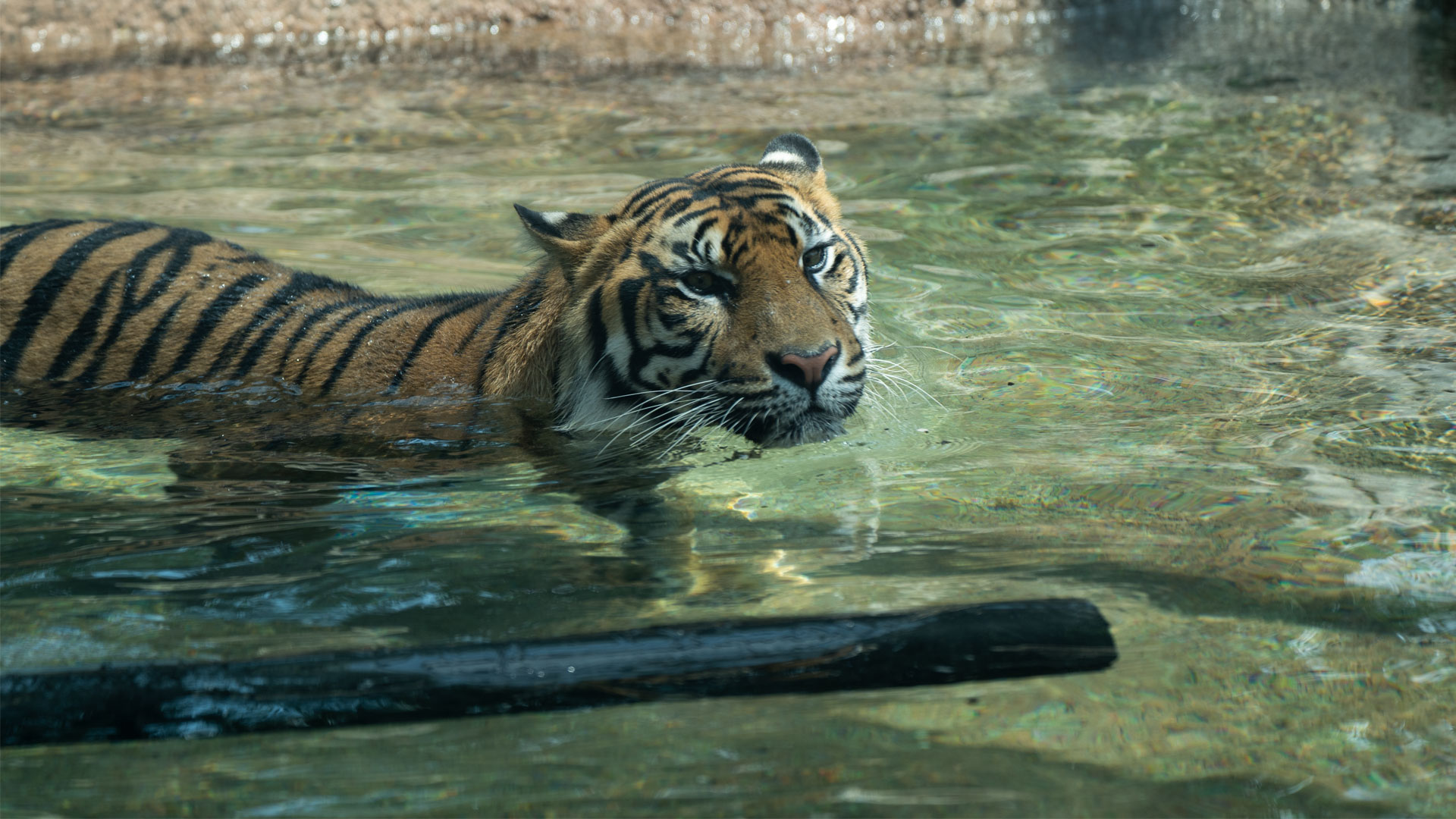 https://cdn.aucklandunlimited.com/zoo/assets/media/sumatran-tiger-zayana-gallery-3.jpg