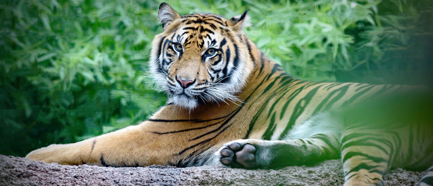 Auckland Zoo welcomes two young tigers to new Jungle Track 
