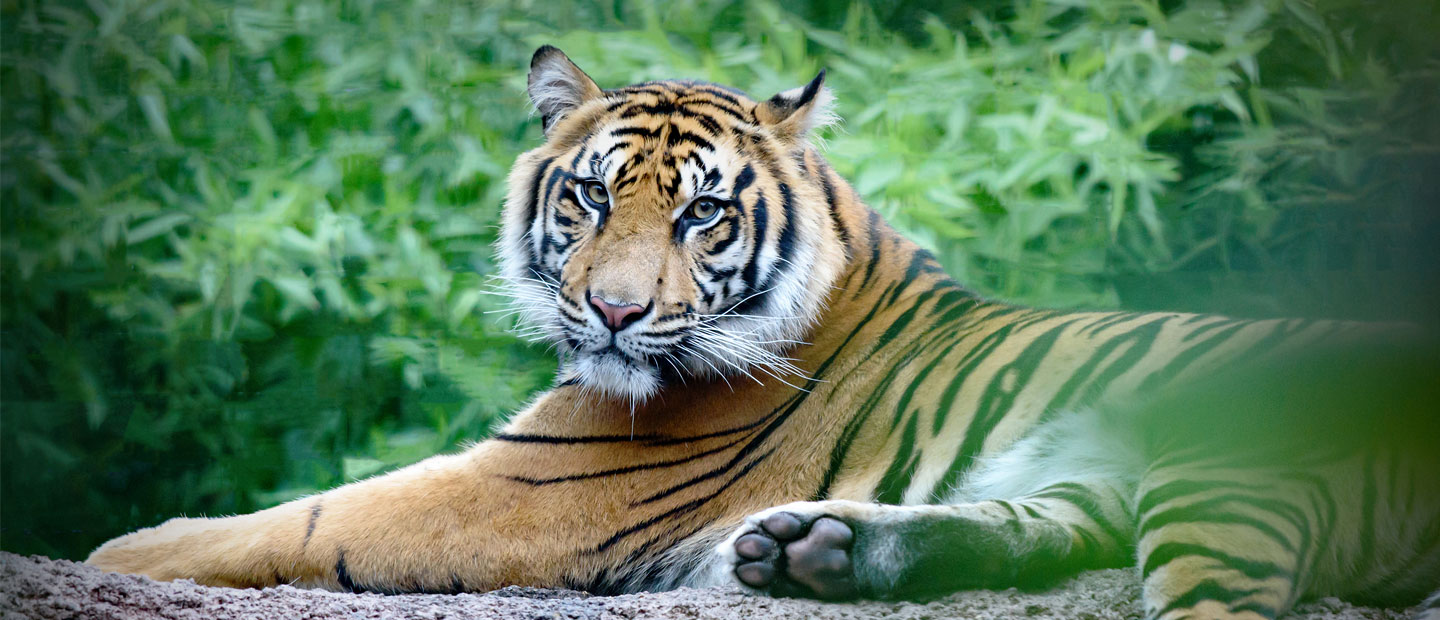 Amur Tiger - WAZA