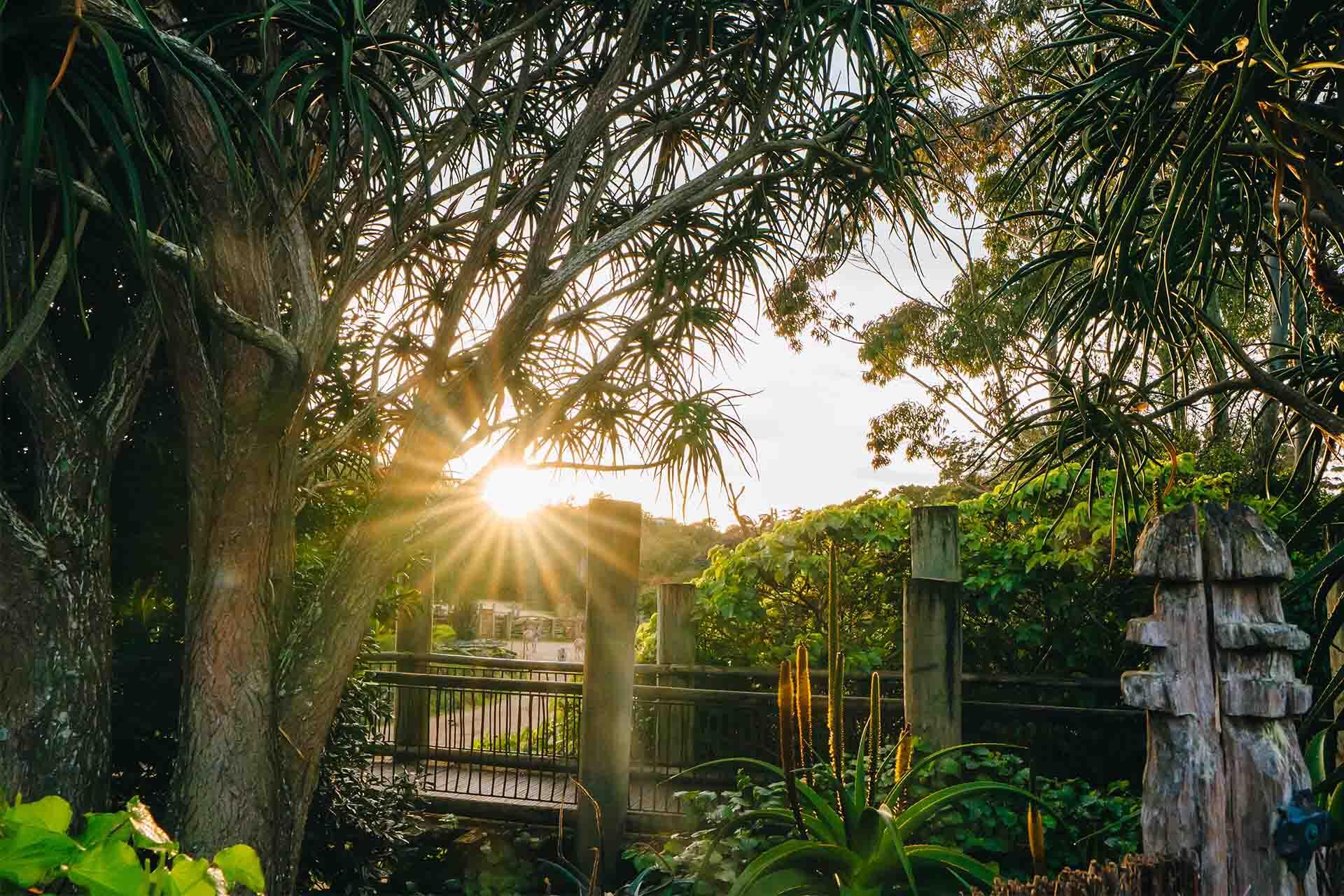 https://cdn.aucklandunlimited.com/zoo/assets/media/sun-rising-over-the-africa-safari-track-boardwalk.jpg