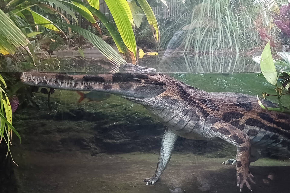 https://cdn.aucklandunlimited.com/zoo/assets/media/sunda-gharial-crocodile-960x640.jpg