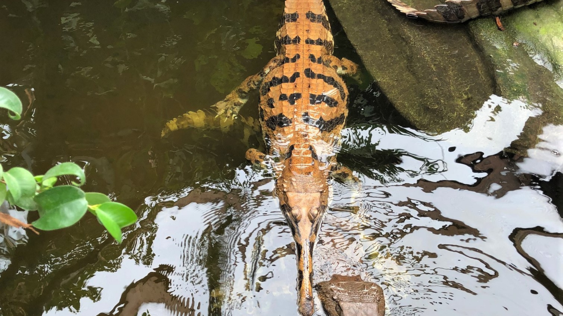 https://cdn.aucklandunlimited.com/zoo/assets/media/sunda-gharial-crocodiles.png