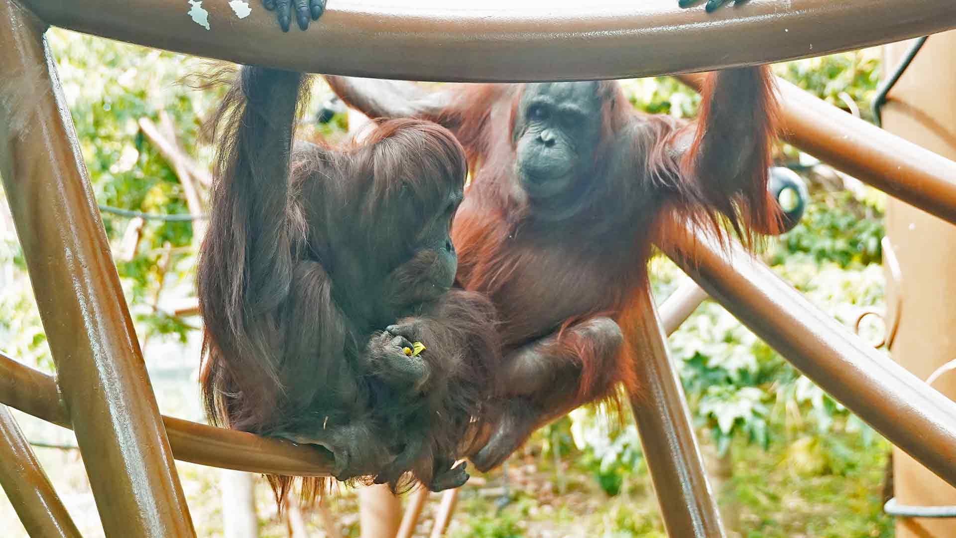 https://cdn.aucklandunlimited.com/zoo/assets/media/tara-orangutan-gallery-1.jpg