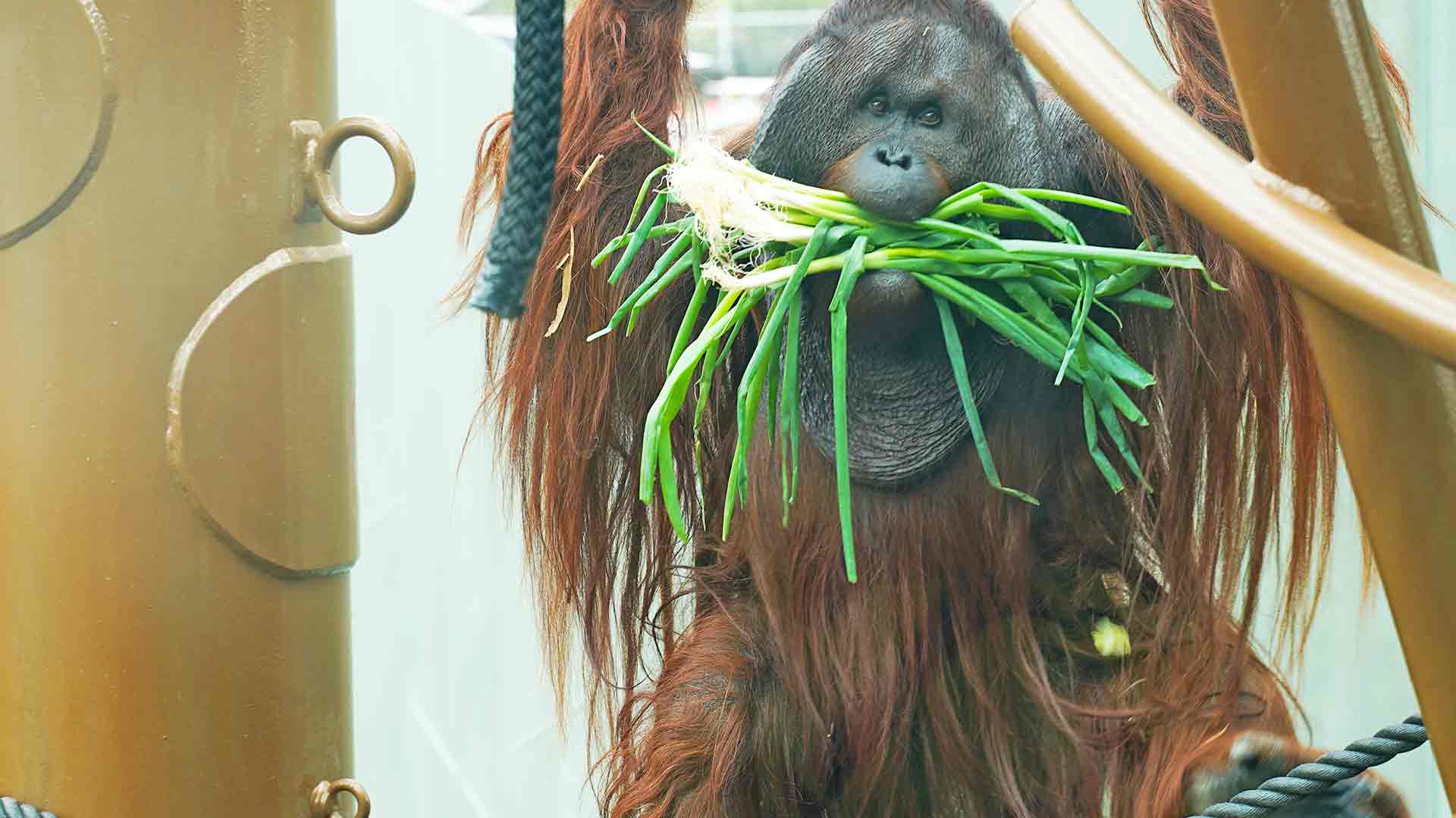https://cdn.aucklandunlimited.com/zoo/assets/media/tara-orangutan-gallery-2.jpg