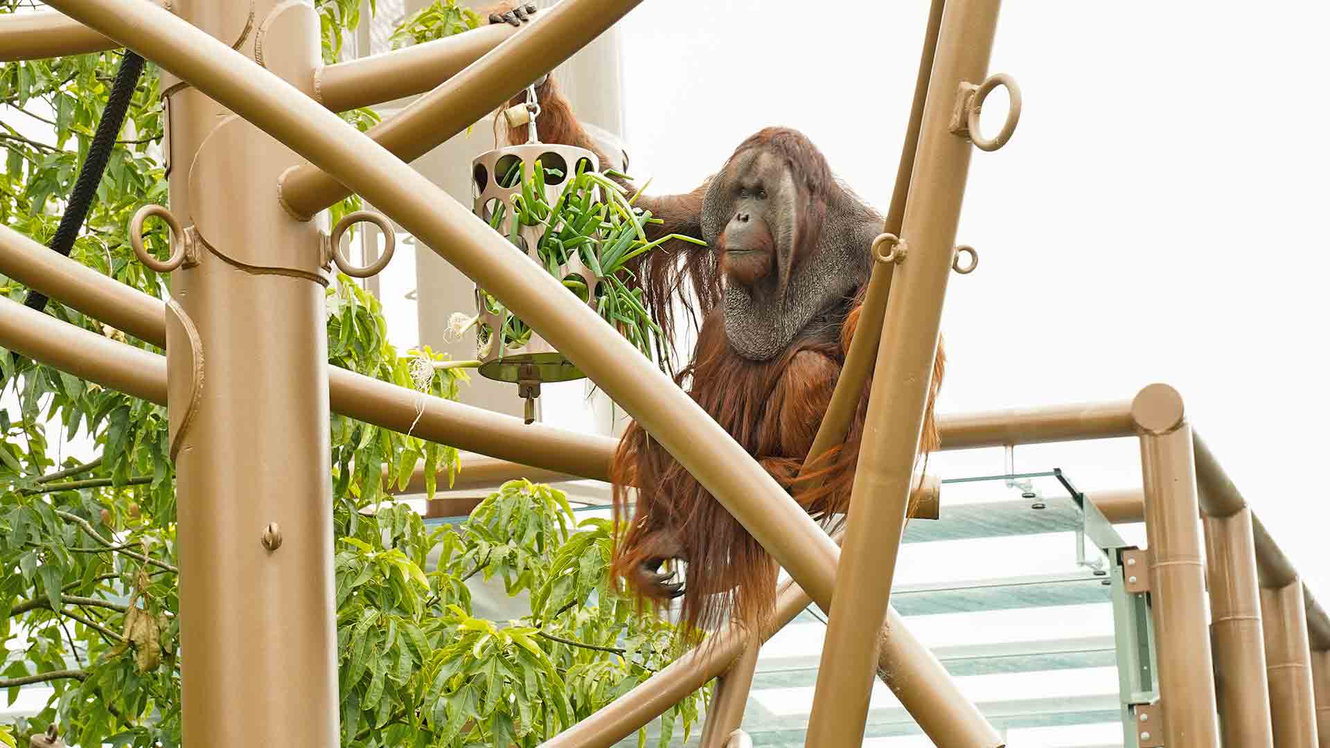 https://cdn.aucklandunlimited.com/zoo/assets/media/tara-orangutan-gallery-3.jpg