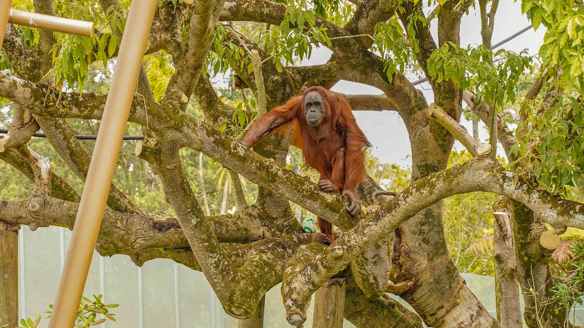 https://cdn.aucklandunlimited.com/zoo/assets/media/tara-orangutan-gallery-4.jpg