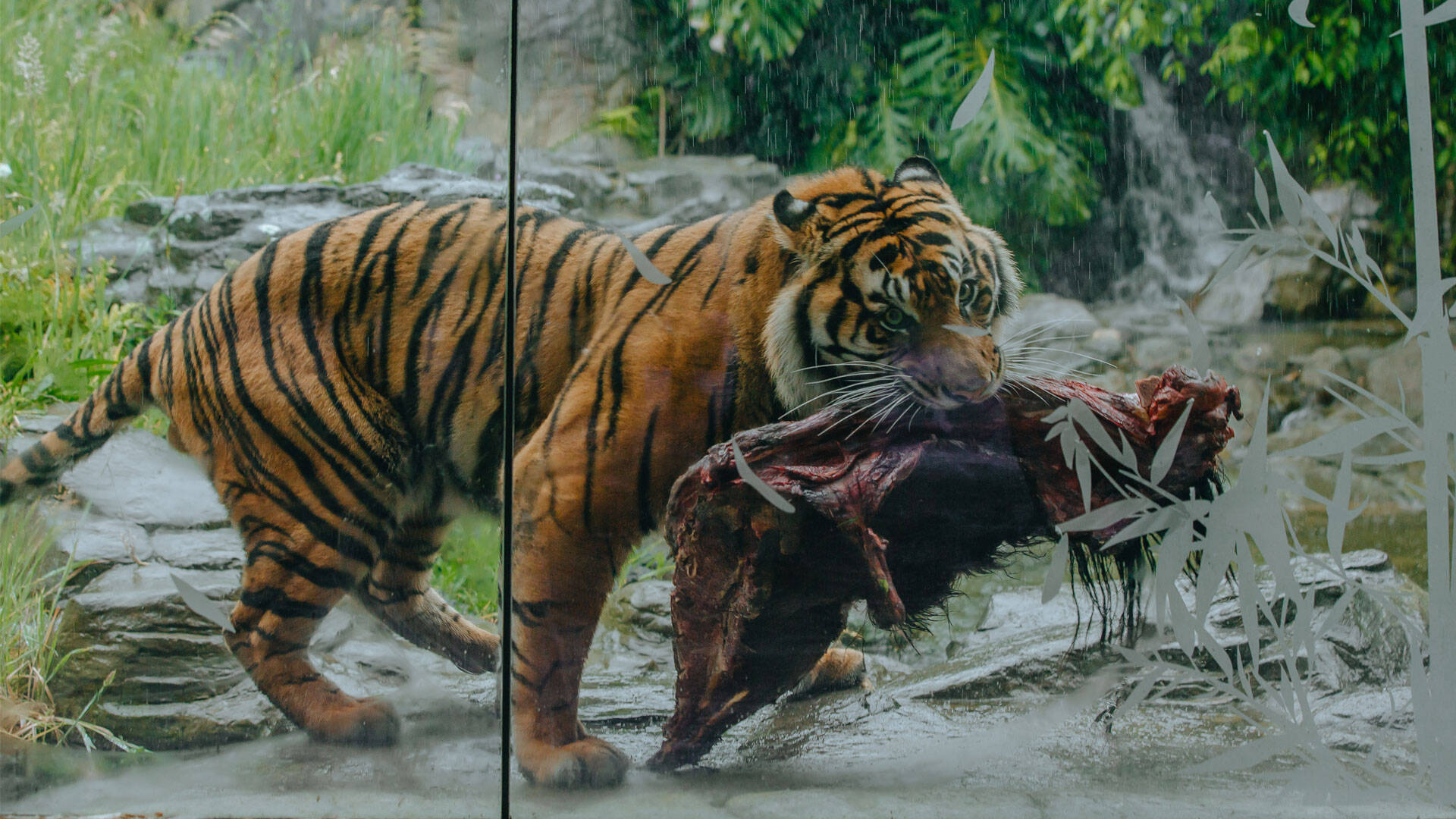 https://cdn.aucklandunlimited.com/zoo/assets/media/tiger-carcass-feeding-gallery-1.jpg