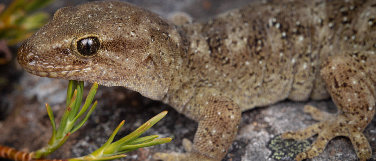 Auckland Zoo marks Endangered Species Day  with announcement of conservation grants