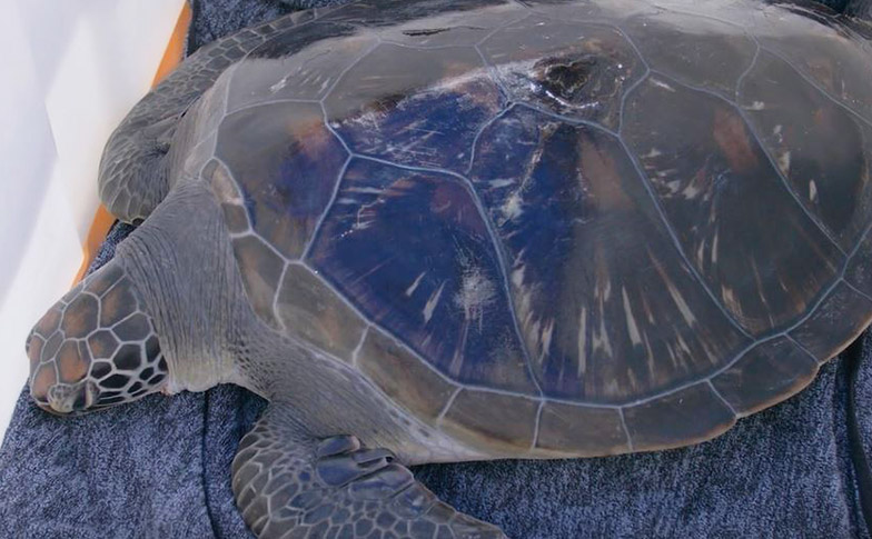 Endangered sea turtle released back into the ocean! | Auckland Zoo News