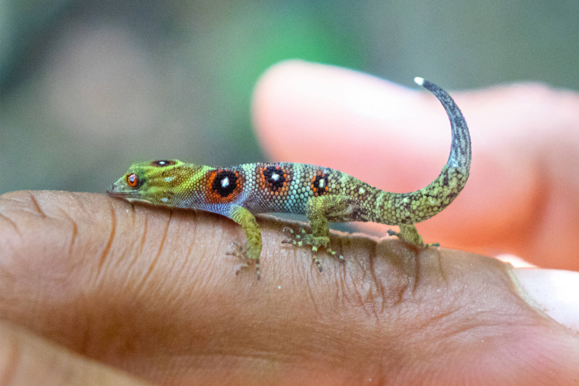 https://cdn.aucklandunlimited.com/zoo/assets/media/union-island-gecko-jacob-bock-fauna-and-florai-dsc1463.jpg