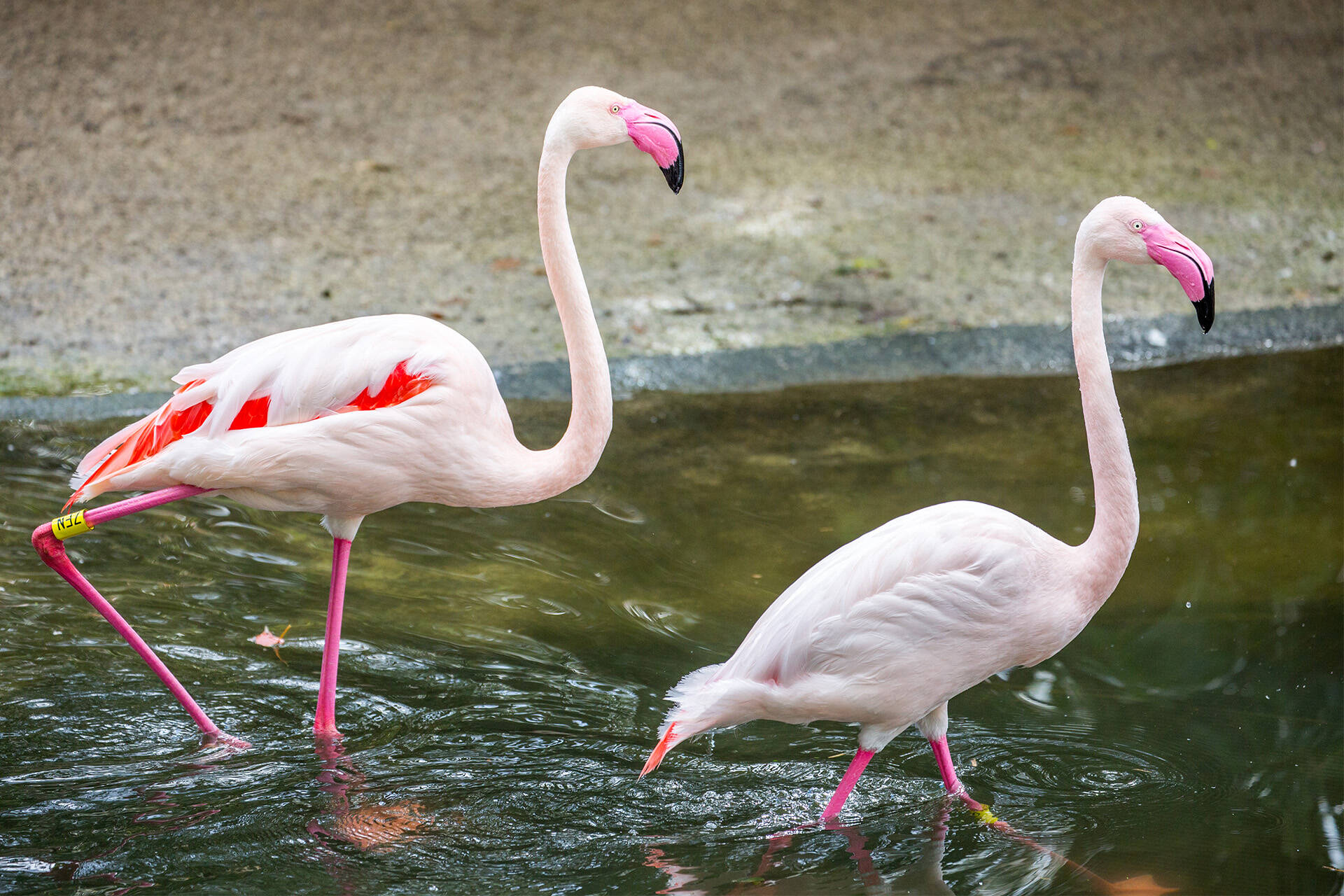 https://cdn.aucklandunlimited.com/zoo/assets/media/valentines-lates-flamingo-gallery-images-1920x1280.jpg