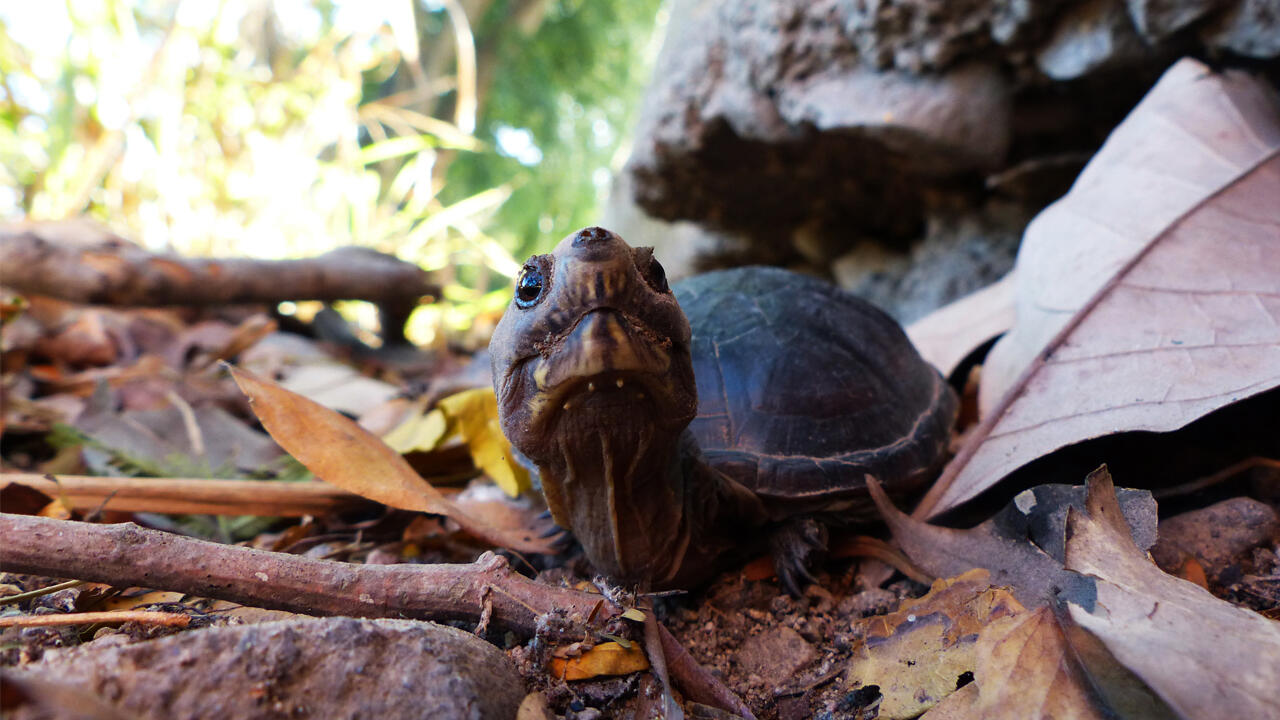 https://cdn.aucklandunlimited.com/zoo/assets/media/vallarta-turtle-gallery-11.jpg