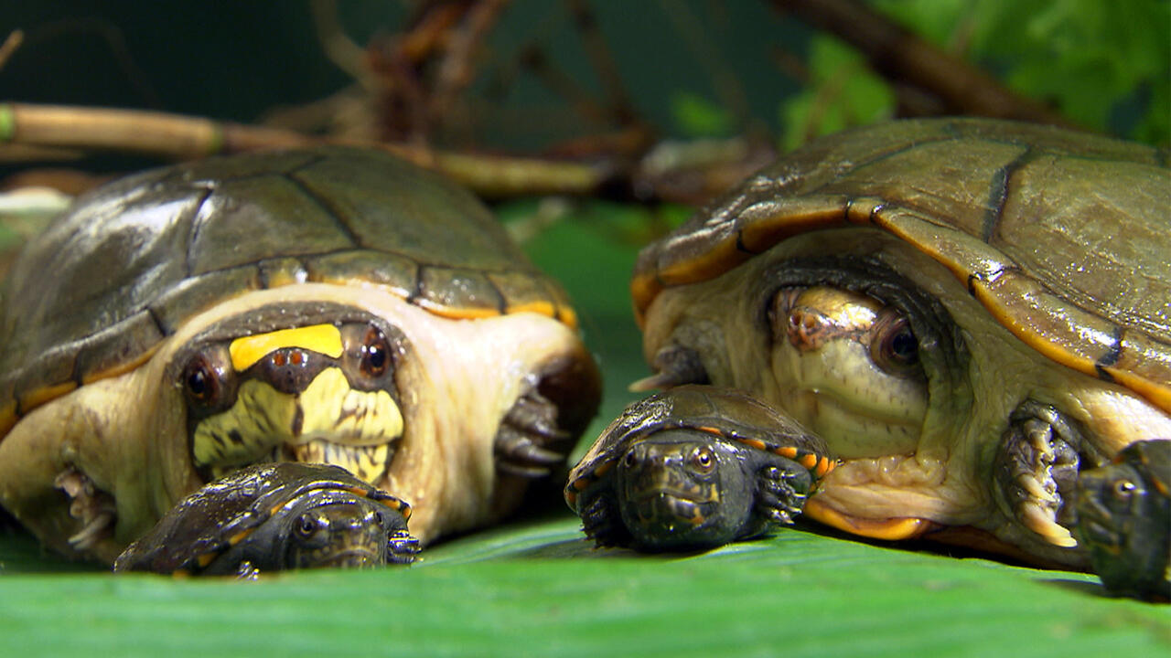 https://cdn.aucklandunlimited.com/zoo/assets/media/vallarta-turtle-gallery-5.jpg