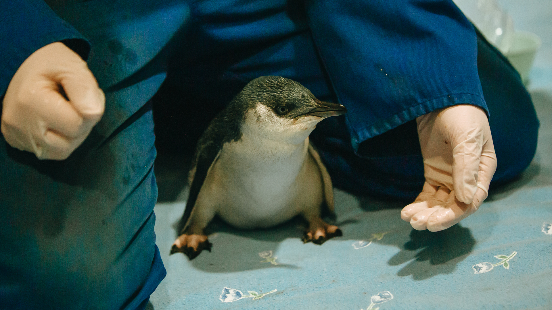 https://cdn.aucklandunlimited.com/zoo/assets/media/vet-hospital-penguin-gallery-2.jpg