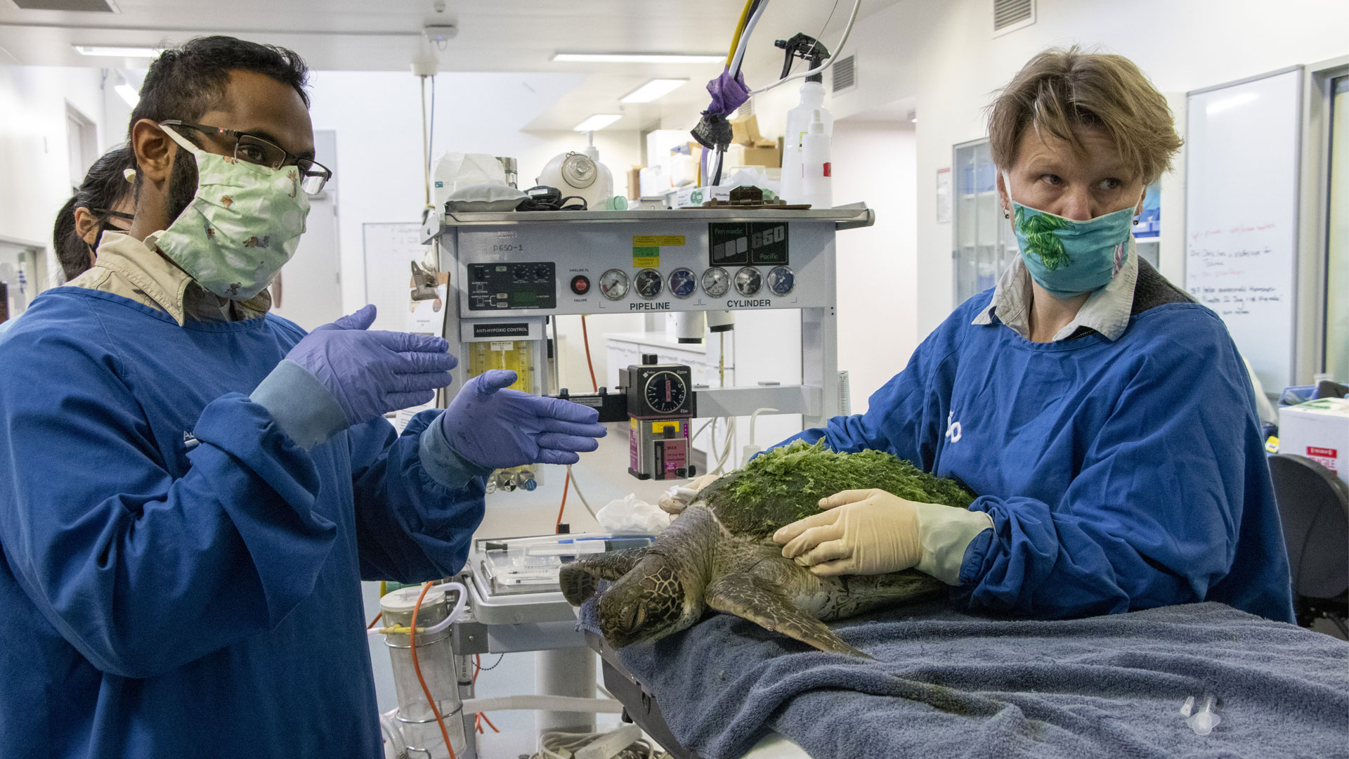https://cdn.aucklandunlimited.com/zoo/assets/media/vet-hospital-turtle-stefan-gallery-1.jpg