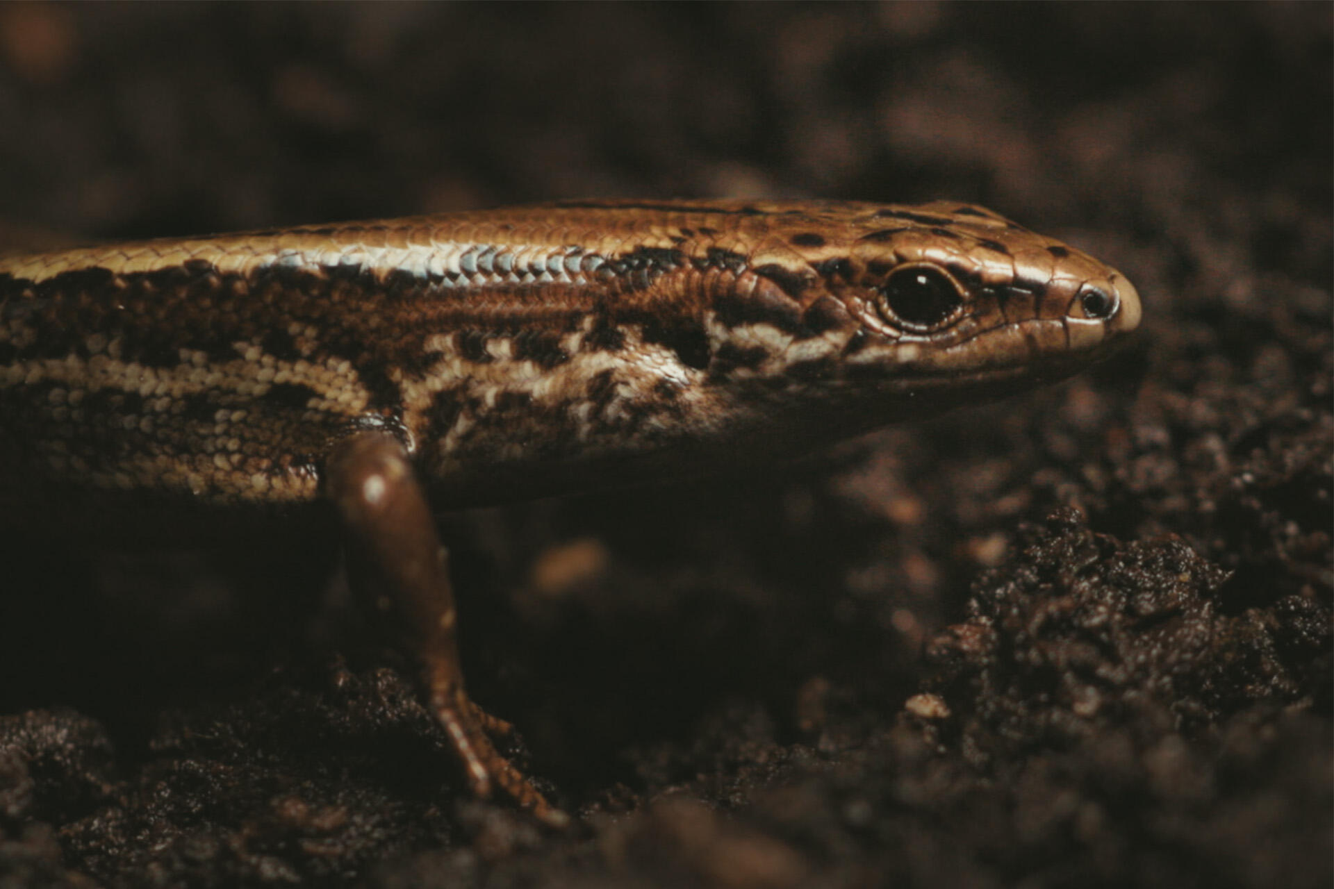 https://cdn.aucklandunlimited.com/zoo/assets/media/wild-heroes-alborn-skinks-18.jpg