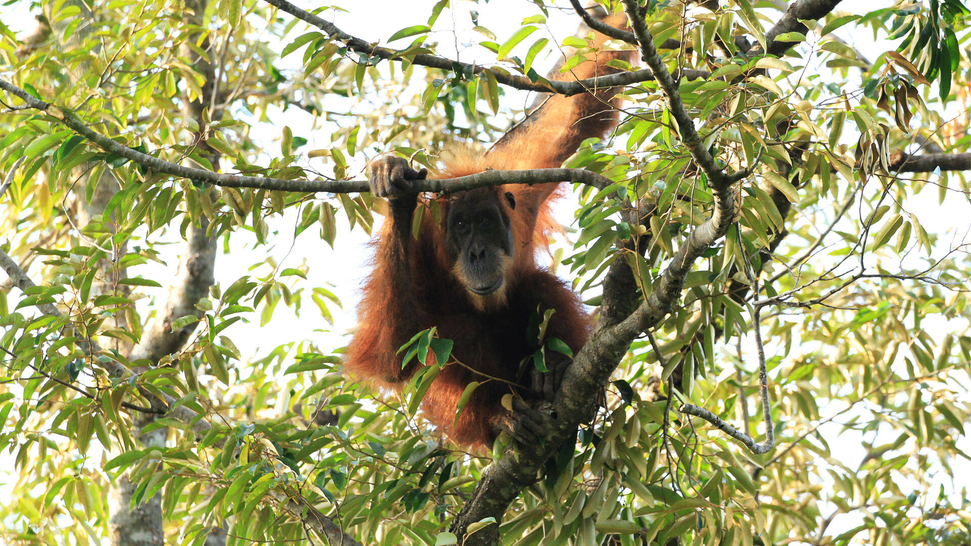 https://cdn.aucklandunlimited.com/zoo/assets/media/wild-orangutan-sumatra-gallery-1.jpg