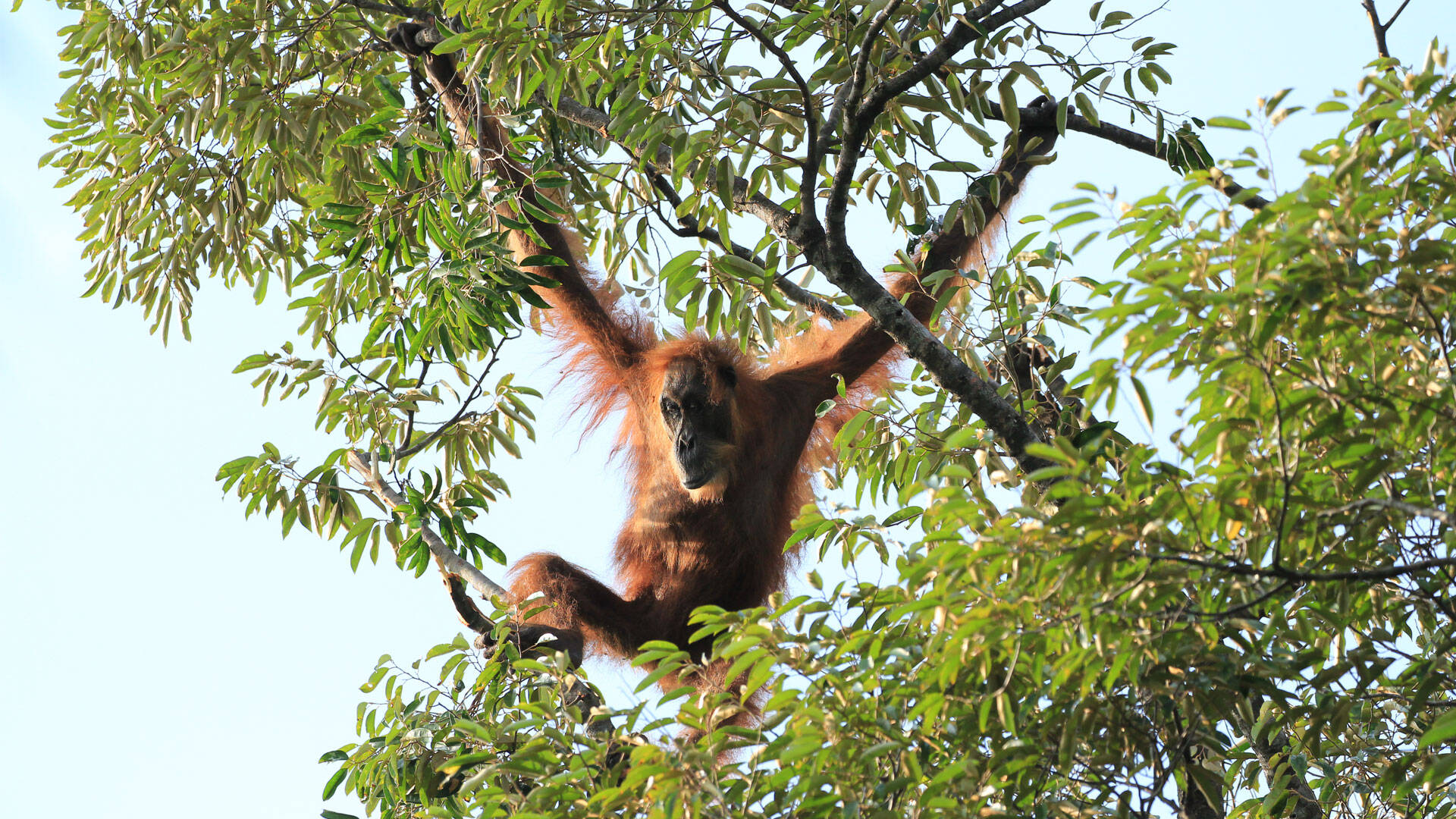 https://cdn.aucklandunlimited.com/zoo/assets/media/wild-orangutan-sumatra-gallery-2.jpg