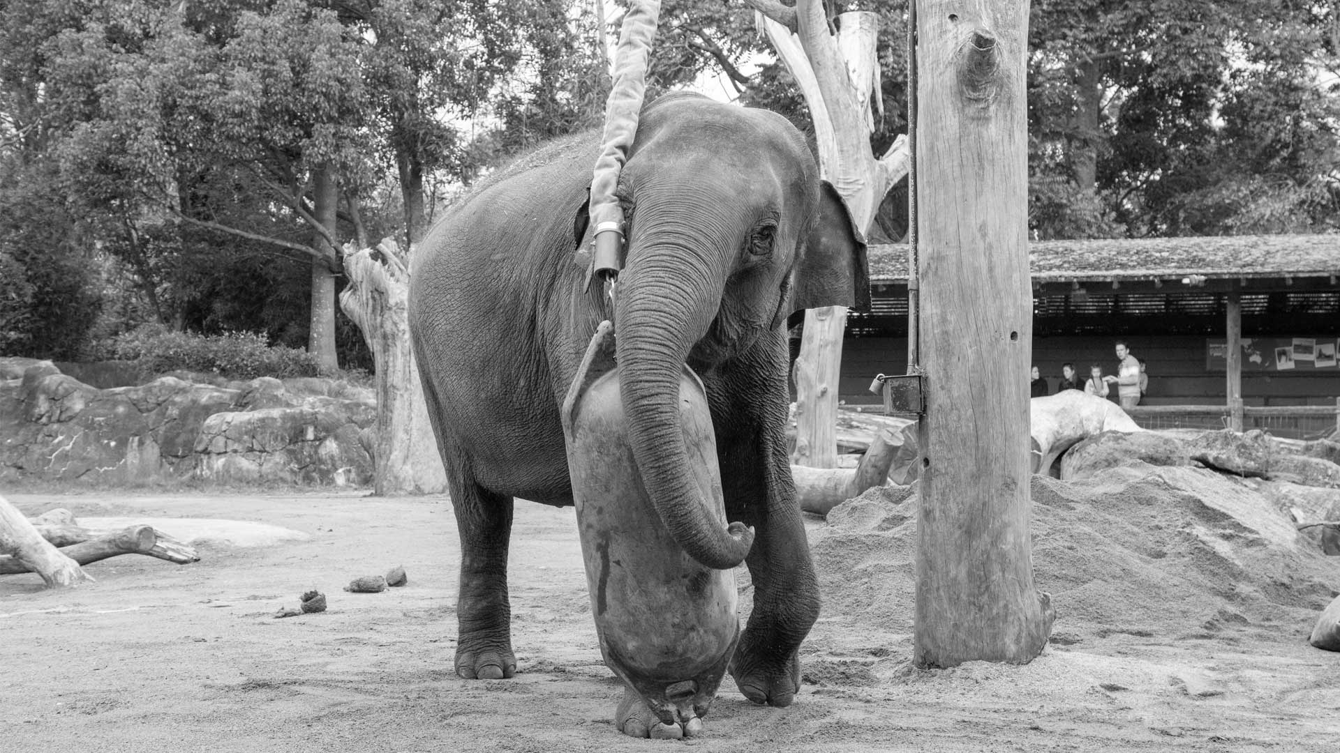 https://cdn.aucklandunlimited.com/zoo/assets/media/world-elephant-day-gallery-12.jpg