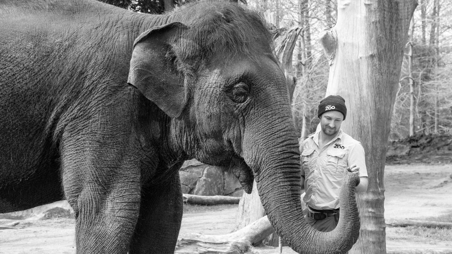 https://cdn.aucklandunlimited.com/zoo/assets/media/world-elephant-day-gallery-13.jpg
