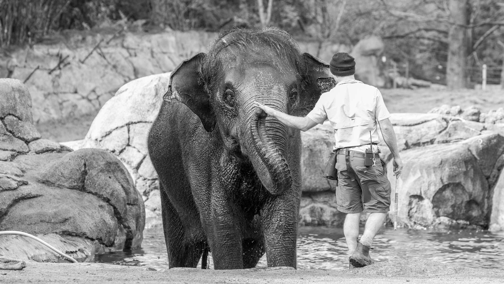 https://cdn.aucklandunlimited.com/zoo/assets/media/world-elephant-day-gallery-2.jpg