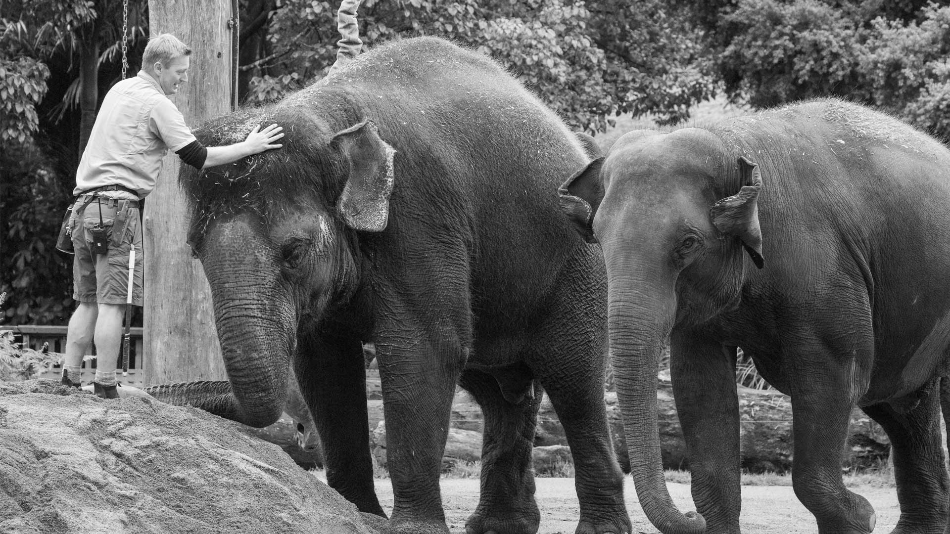 https://cdn.aucklandunlimited.com/zoo/assets/media/world-elephant-day-gallery-3.jpg