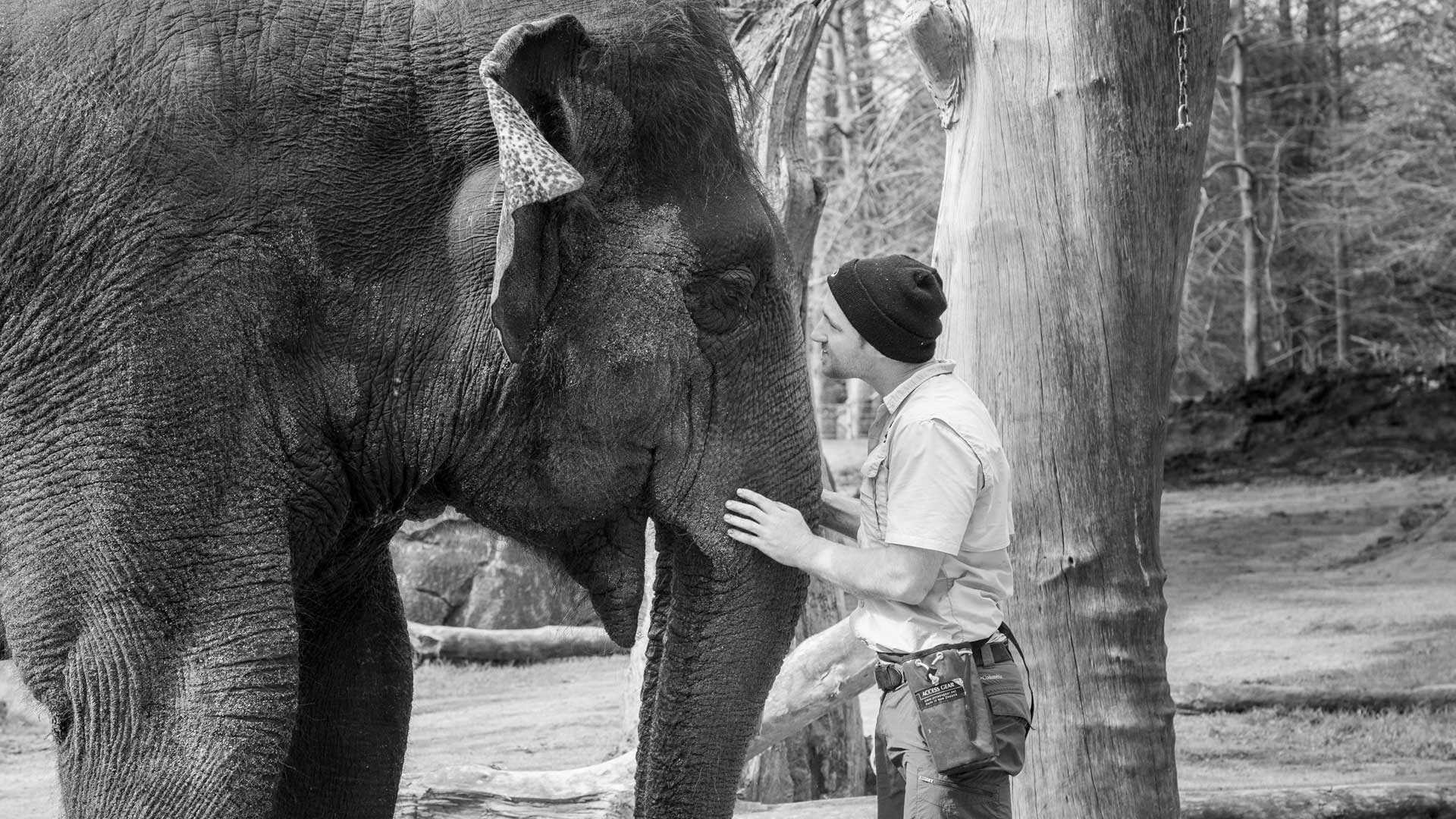 https://cdn.aucklandunlimited.com/zoo/assets/media/world-elephant-day-gallery-7.jpg