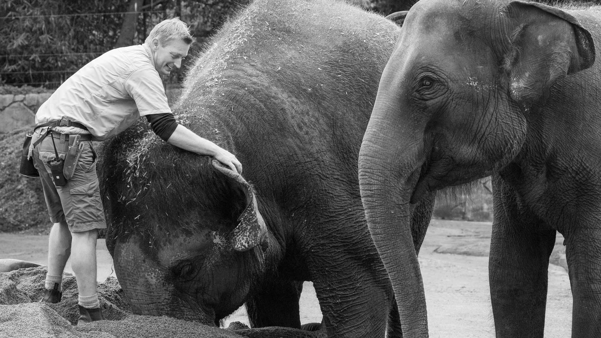 https://cdn.aucklandunlimited.com/zoo/assets/media/world-elephant-day-gallery-8.jpg