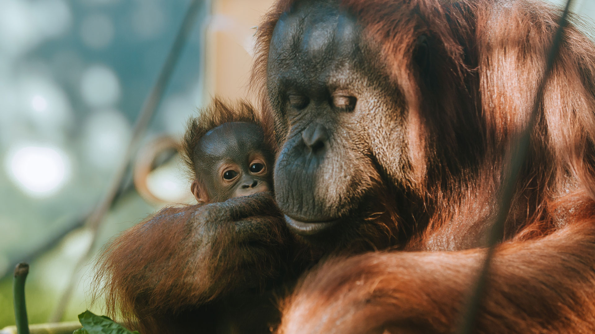 https://cdn.aucklandunlimited.com/zoo/assets/media/world-orangutan-day-bahmi-melur-gallery-2.jpg