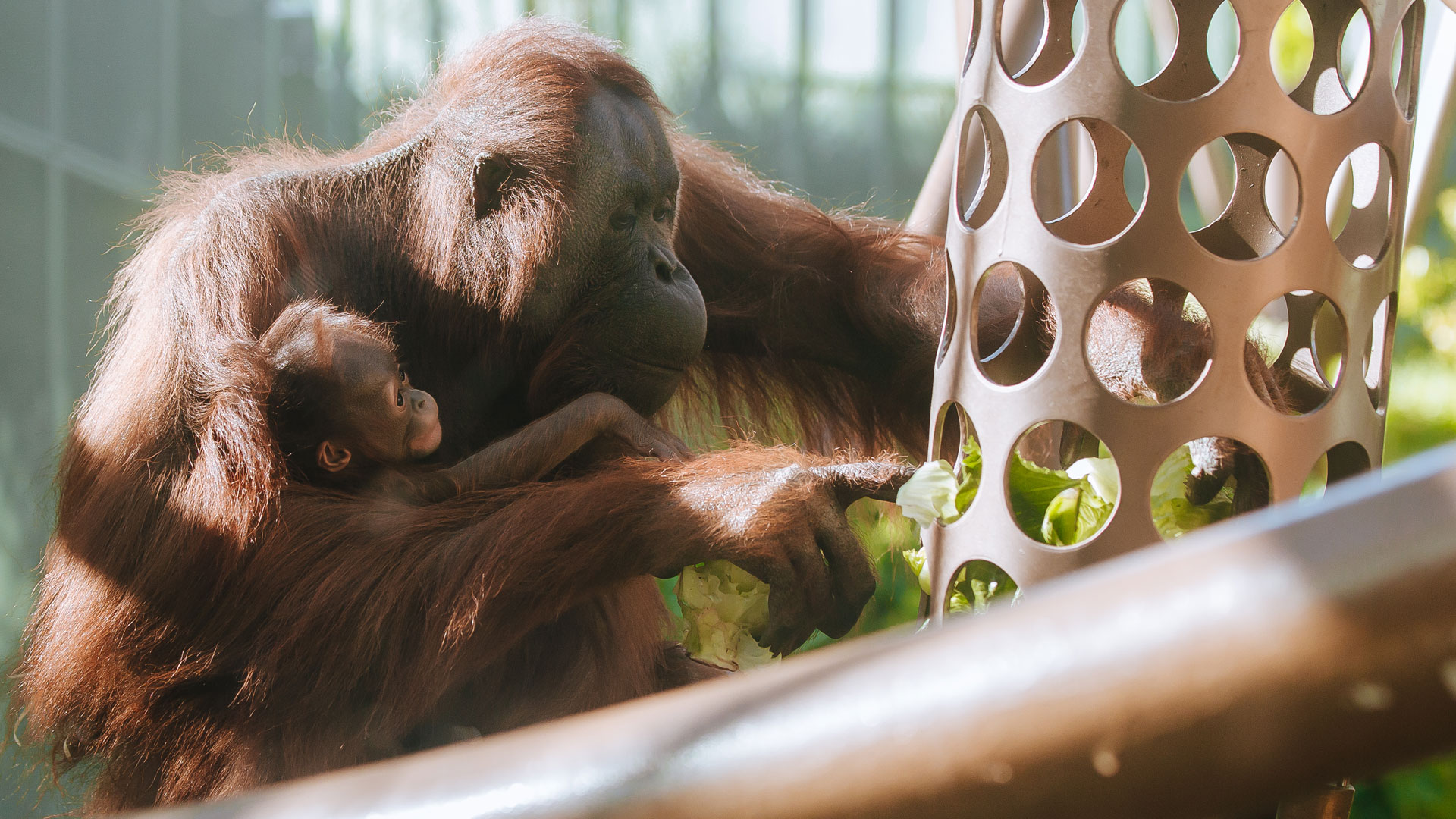 https://cdn.aucklandunlimited.com/zoo/assets/media/world-orangutan-day-bahmi-melur-gallery-3.jpg