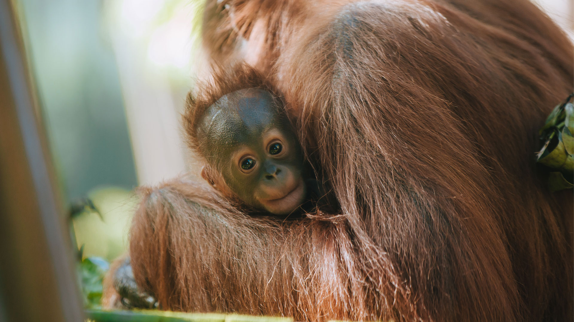 https://cdn.aucklandunlimited.com/zoo/assets/media/world-orangutan-day-bahmi-melur.jpg