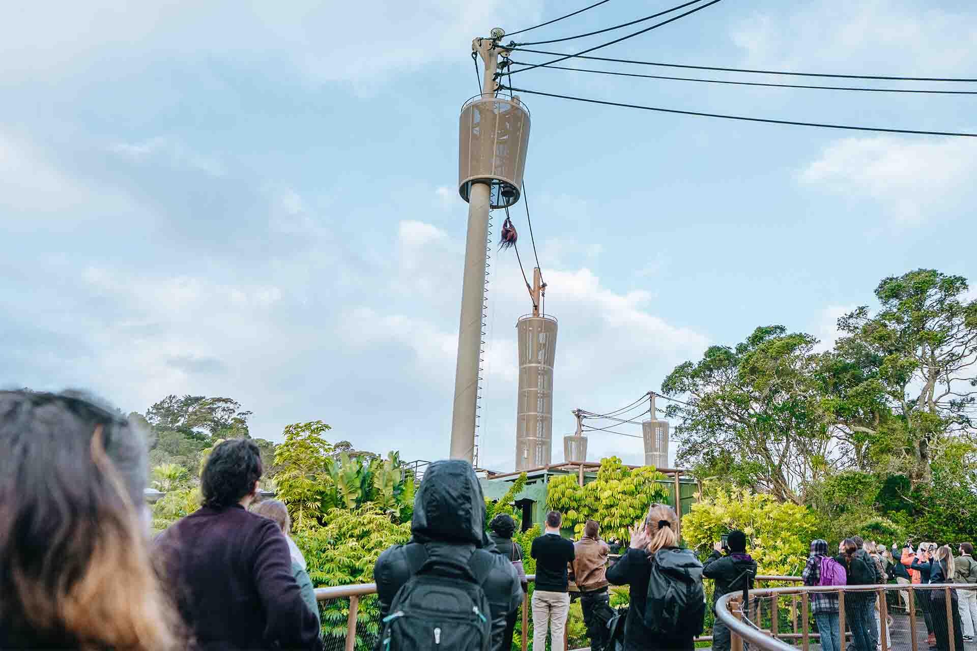 https://cdn.aucklandunlimited.com/zoo/assets/media/zaa-conference-delegates-watching-orangutan-charlie-at-auckland-zoo.jpg