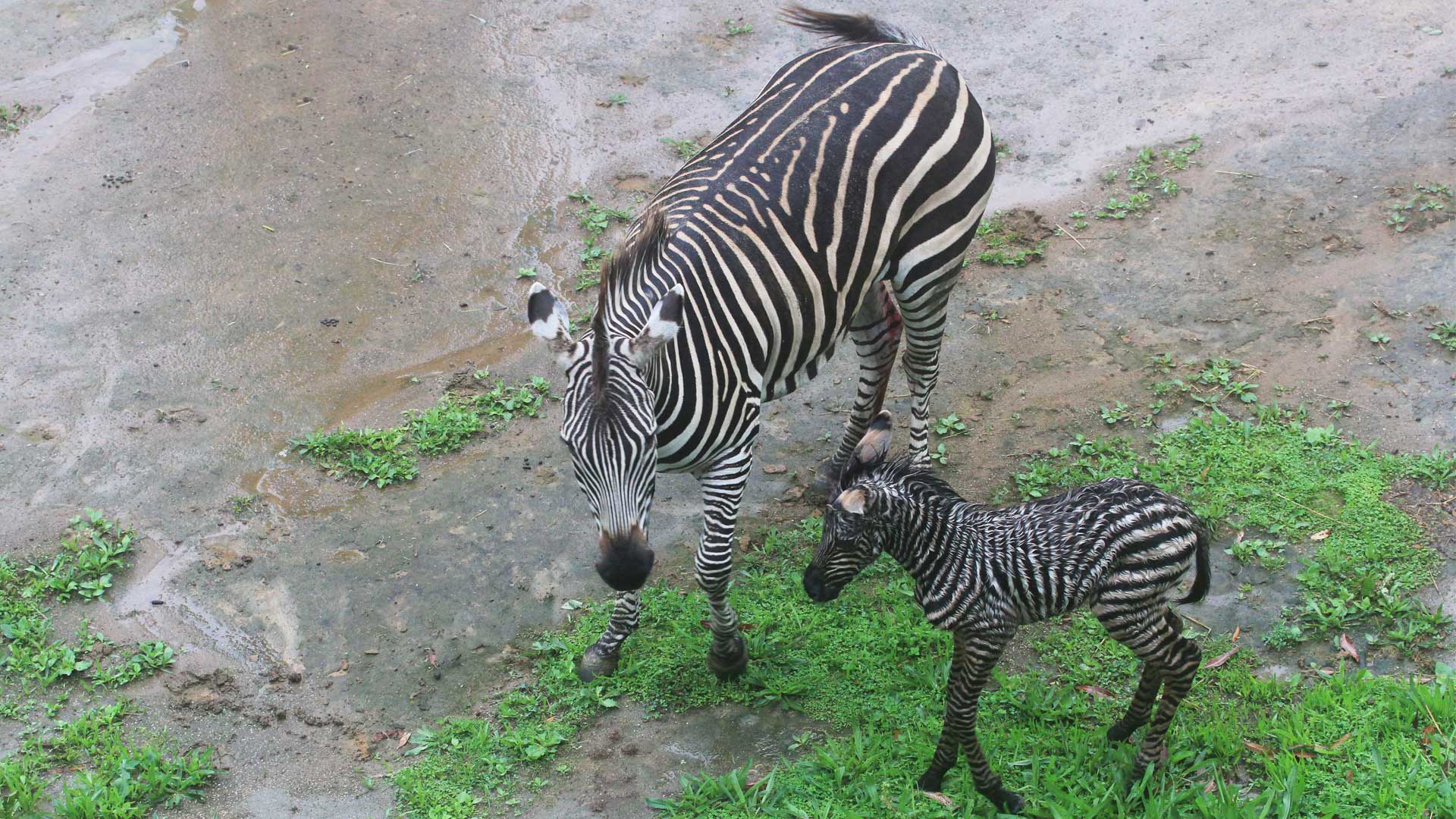 https://cdn.aucklandunlimited.com/zoo/assets/media/zebra-calf-gallery-1.jpg