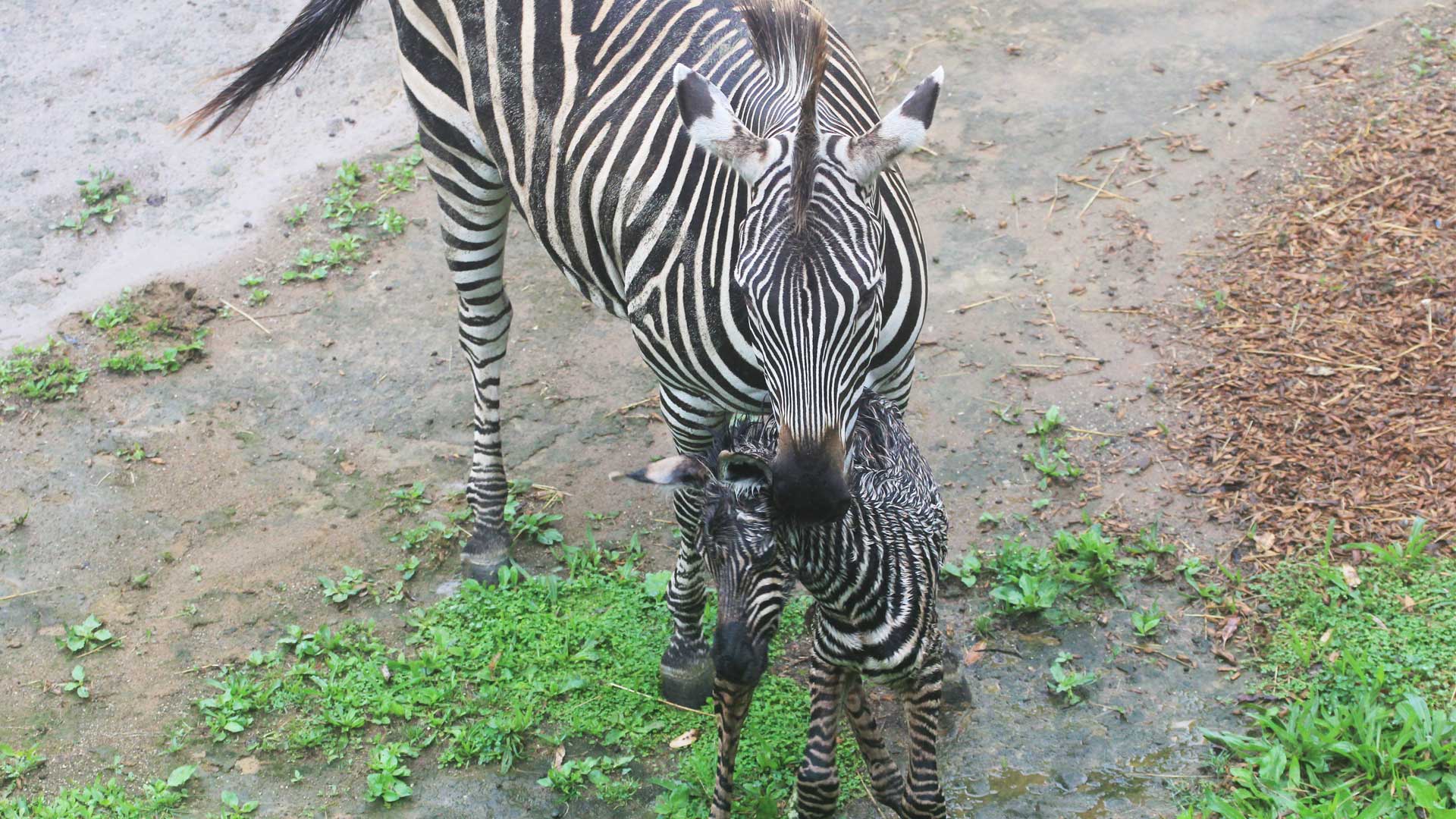 https://cdn.aucklandunlimited.com/zoo/assets/media/zebra-calf-gallery-2.jpg